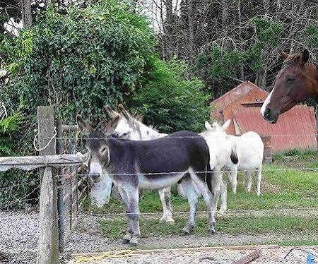 New Barn Cottage B&B Taunton Εξωτερικό φωτογραφία