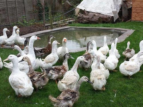 New Barn Cottage B&B Taunton Εξωτερικό φωτογραφία